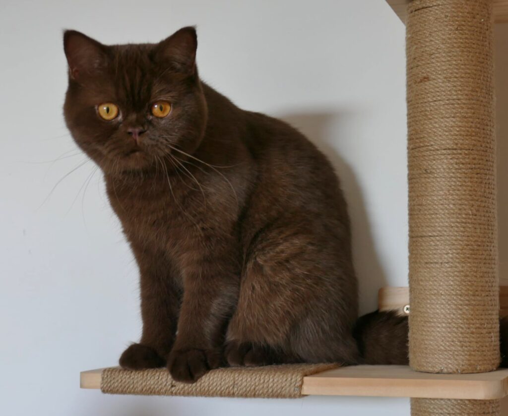 Sina von Königsgruber Park Britisch-Kurzhaar Cattery