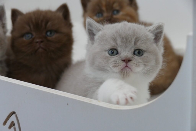 Julicats BKH-Kitten