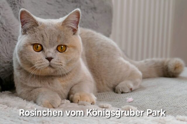 Rosinchens Fotogalerie Britisch-Kurzhaar Cattery